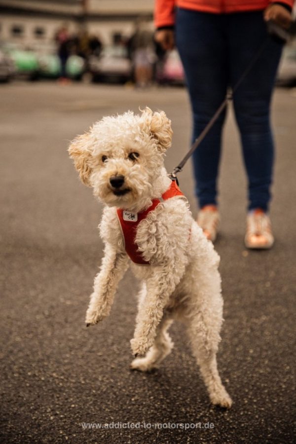 Benji - begeistert von Lauras Kamera - Petro Surf 2019 (Foto: Laura Tiedtke)